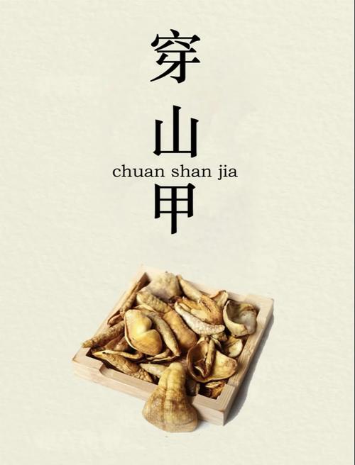缠穿山甲鳞片入境,穿山甲鳞可以带系身吗?